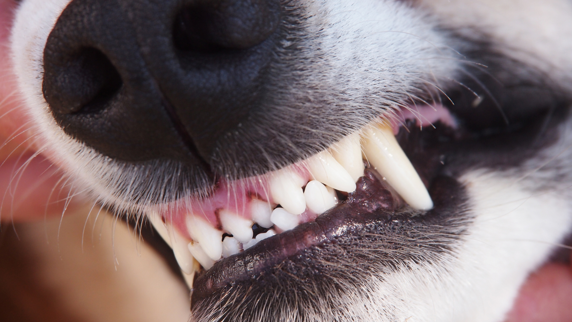 歯科】犬の前歯は何のためにある？ - 東京動物皮膚科センター/神宮前 