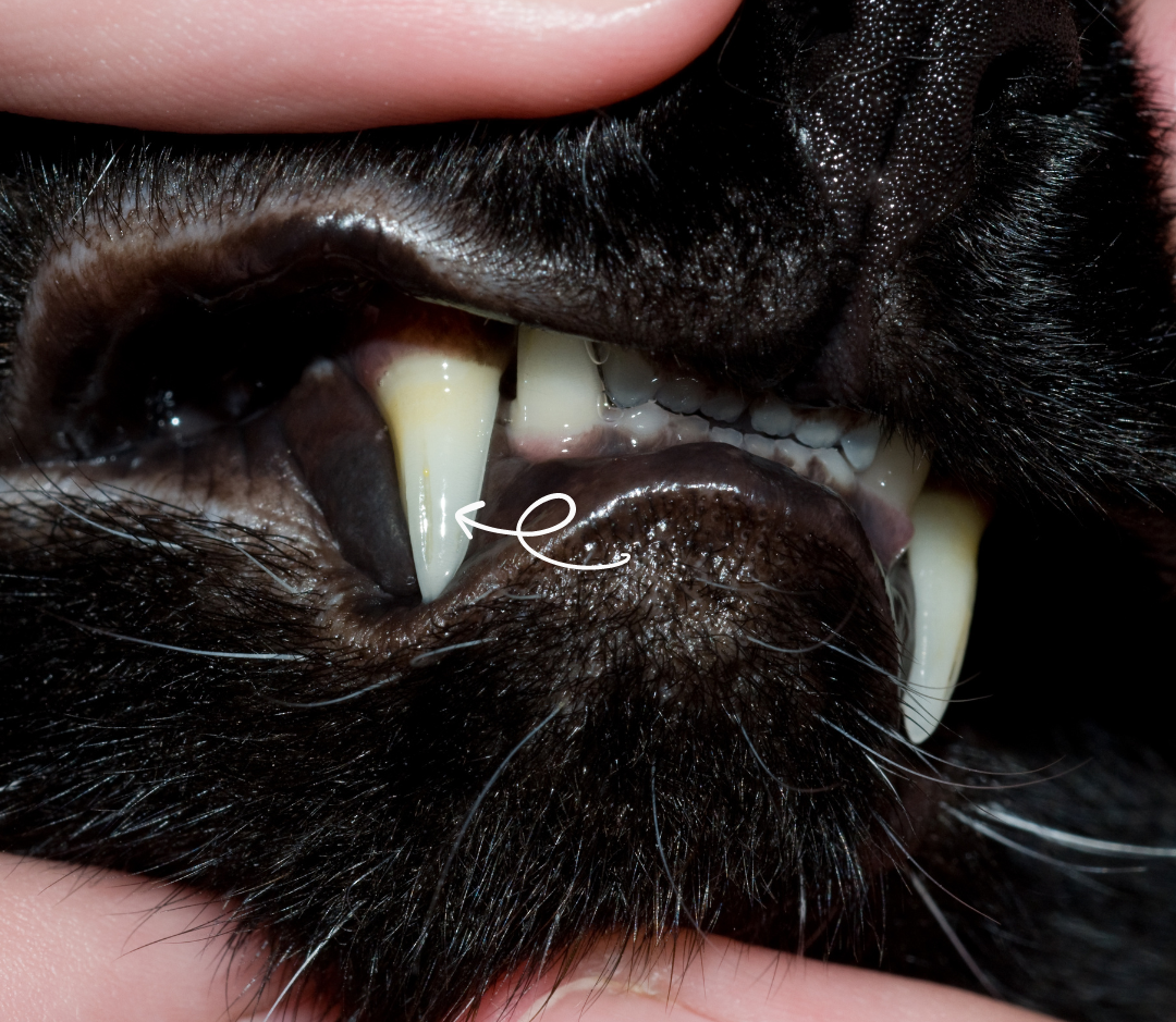歯科】猫の犬歯には溝がある！ - 東京動物皮膚科センター/神宮前動物病院
