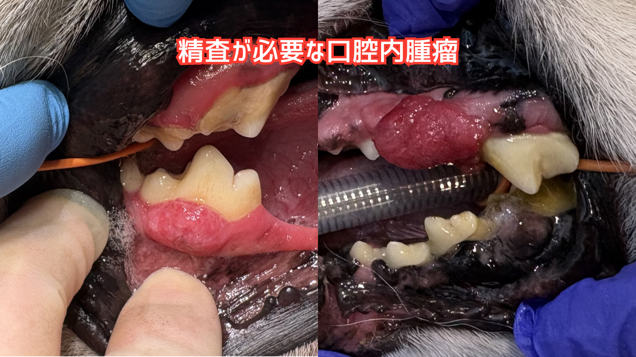 犬の口腔内腫瘤の写真。歯に付着するような赤いできものが確認される。