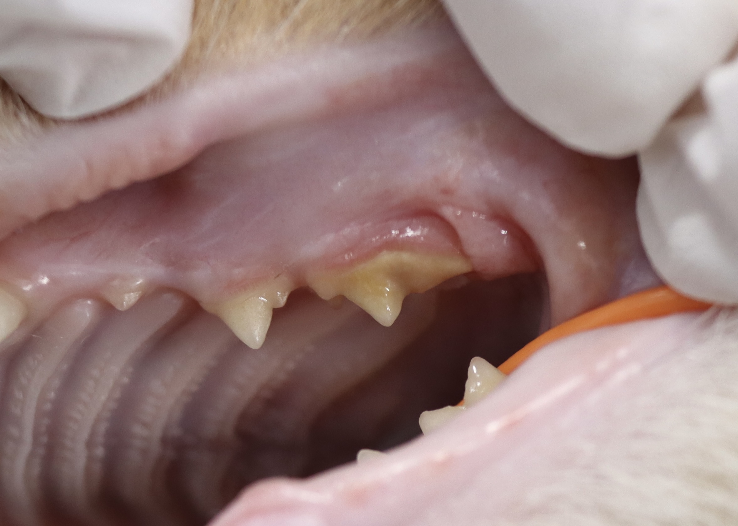 歯科】猫の歯周病治療① - 東京動物皮膚科センター/神宮前動物病院