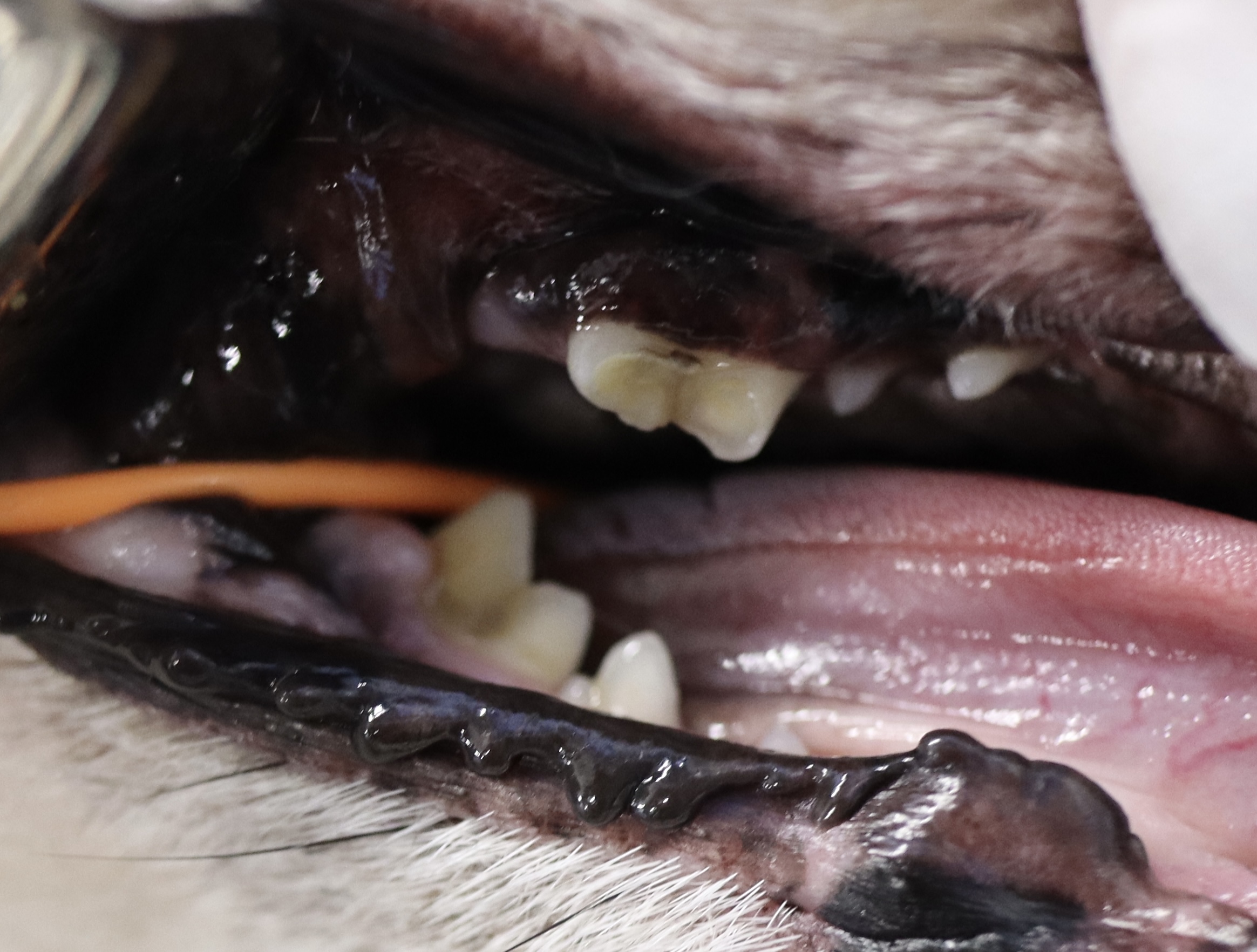 歯科】歯が折れてしまったら13 - 東京動物皮膚科センター/神宮前動物病院