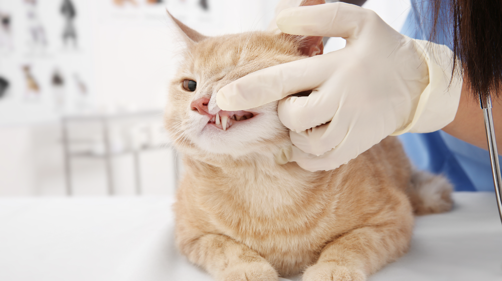 歯科】猫の歯周病について - 東京動物皮膚科センター/神宮前動物病院