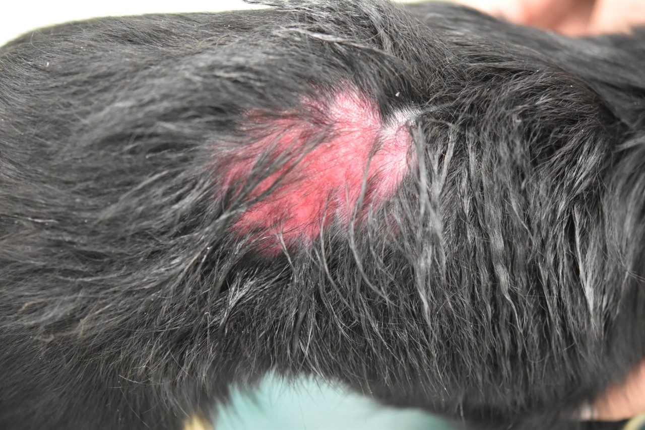 【皮膚】犬の膿皮症:最新ガイドラインに基づく診断と治療(獣医師向け) - 東京動物皮膚科センター/神宮前動物病院