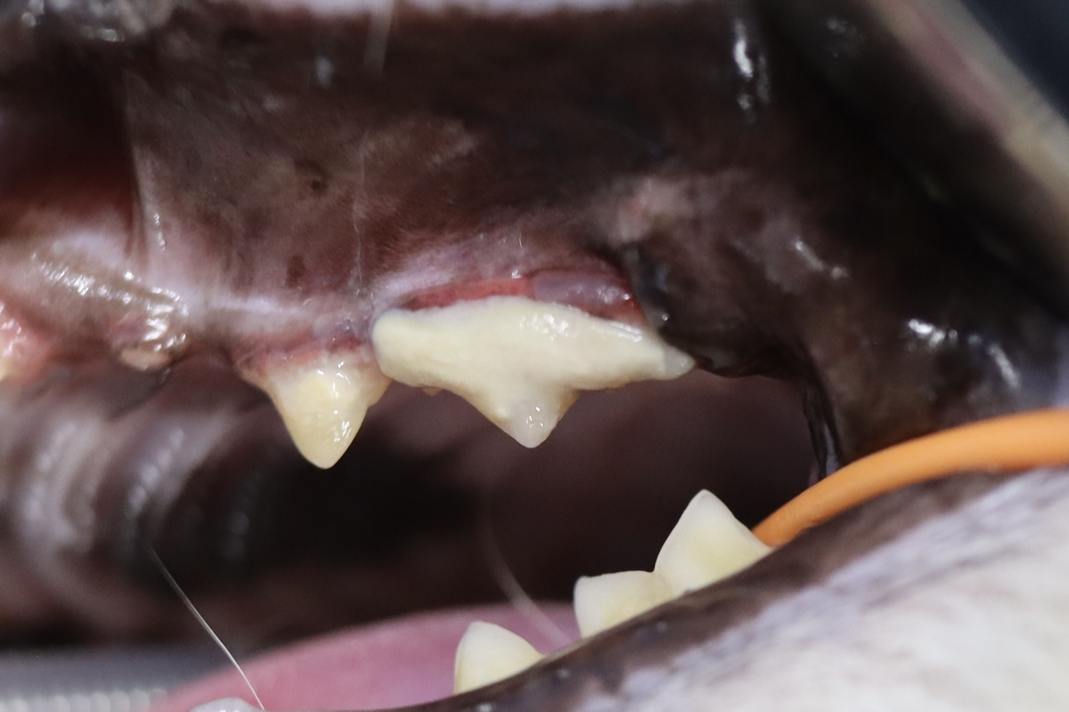 歯科】猫の歯周病治療10 - 東京動物皮膚科センター/神宮前動物病院