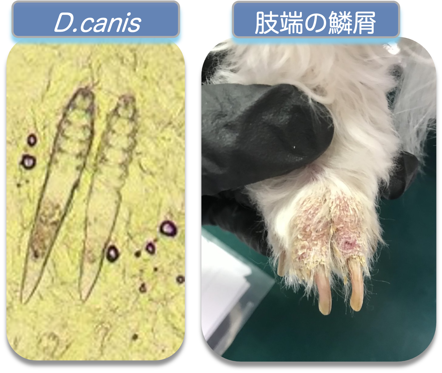 皮膚】犬と猫の毛包虫症（ニキビダニ症） - 東京動物皮膚科センター
