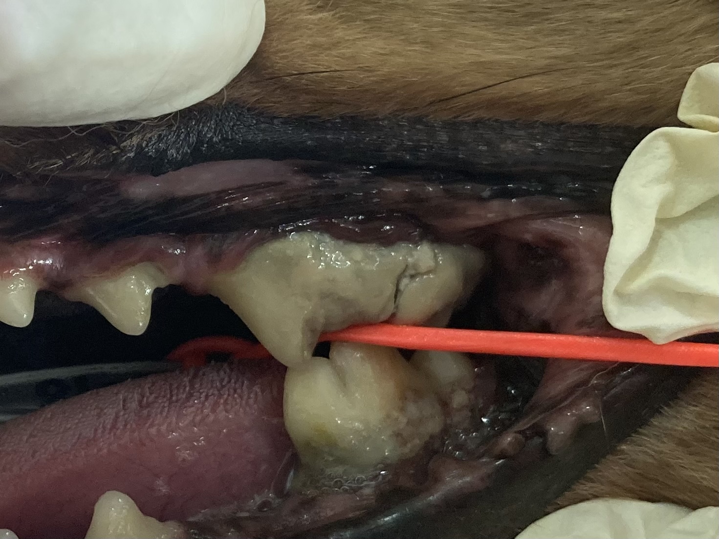 歯科】重度歯周病で抜歯処置と口腔外科手術を行なった症例 - 東京動物