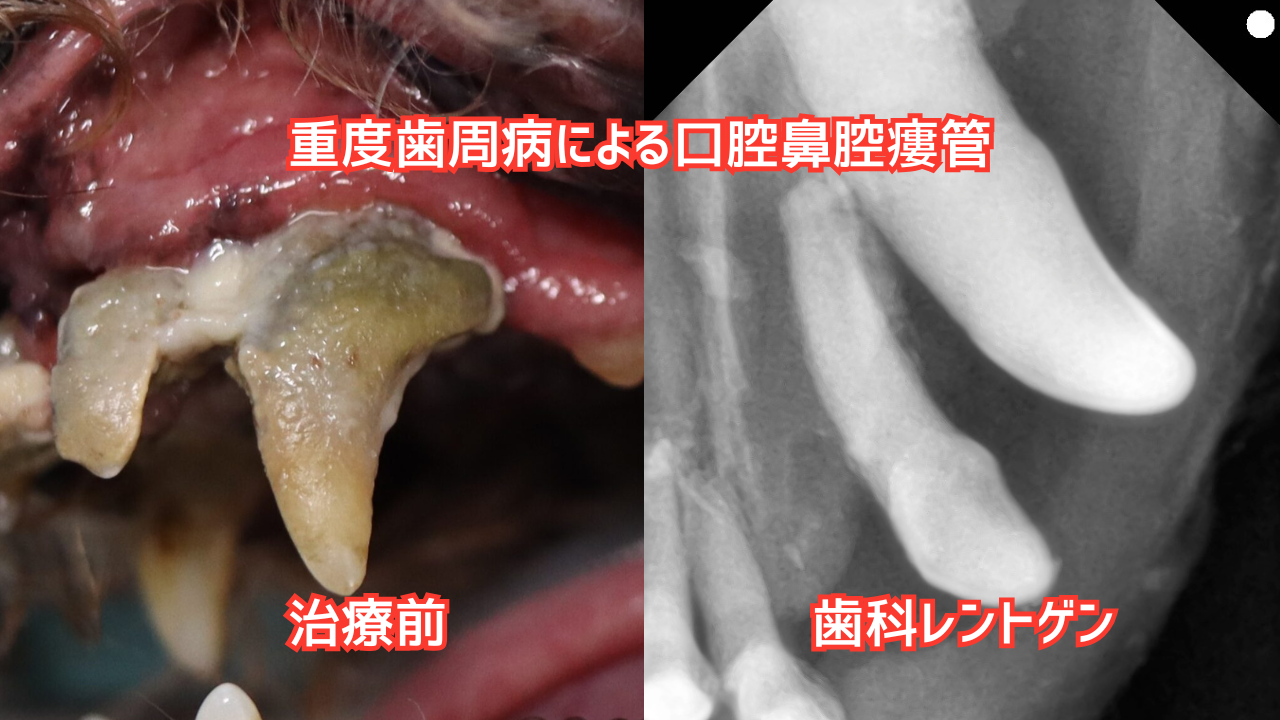 口腔鼻腔瘻を起こした犬の口腔写真と歯科レントゲン写真