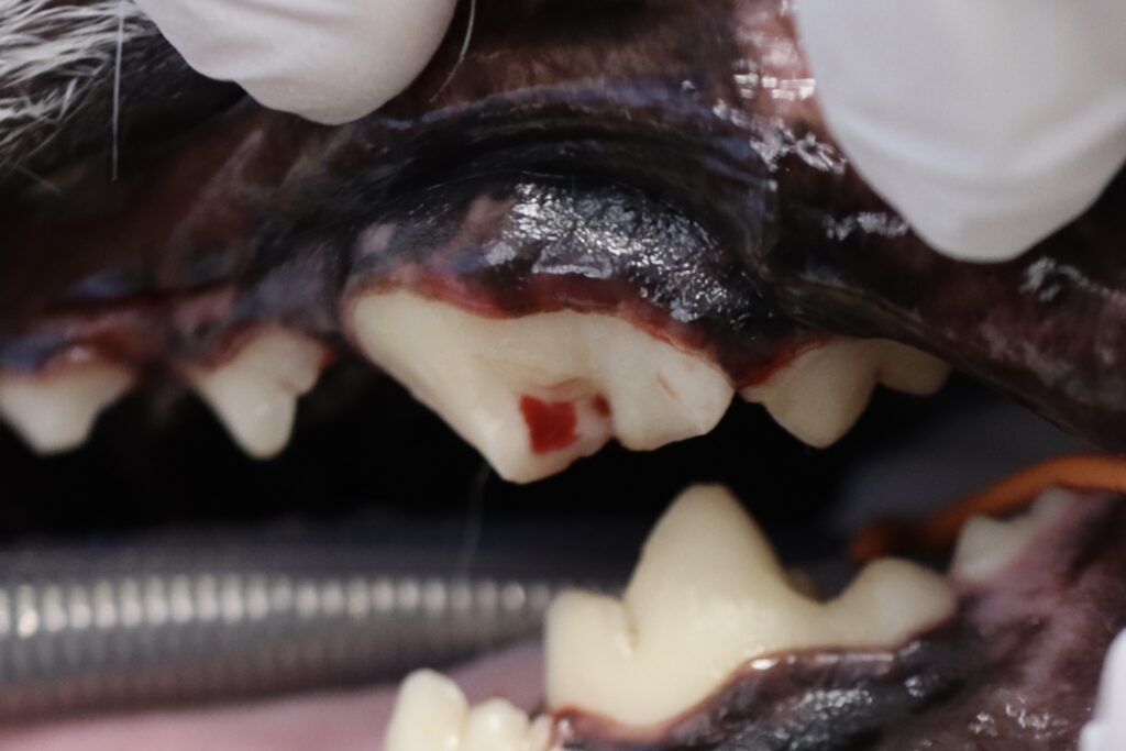 折れて出血してしまった犬の奥歯の写真