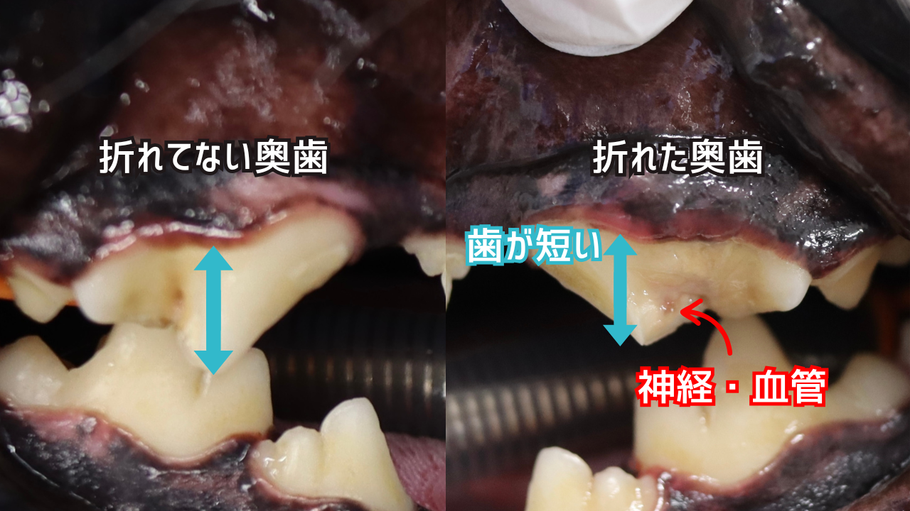 犬の奥歯、折れた歯と折れていない歯の比較