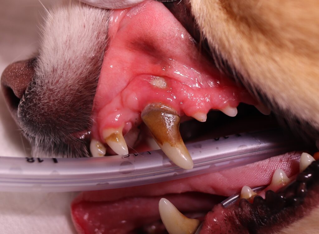 歯石が沈着し内歯瘻を起こしている犬の犬歯
