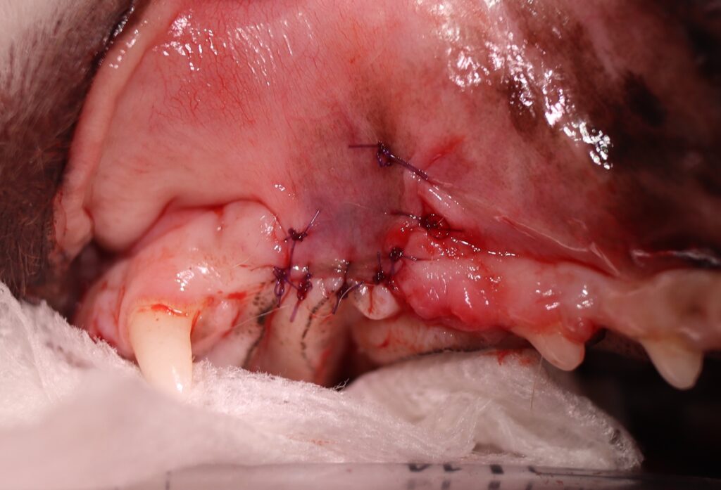 抜歯と縫合手術を行った犬の口腔写真