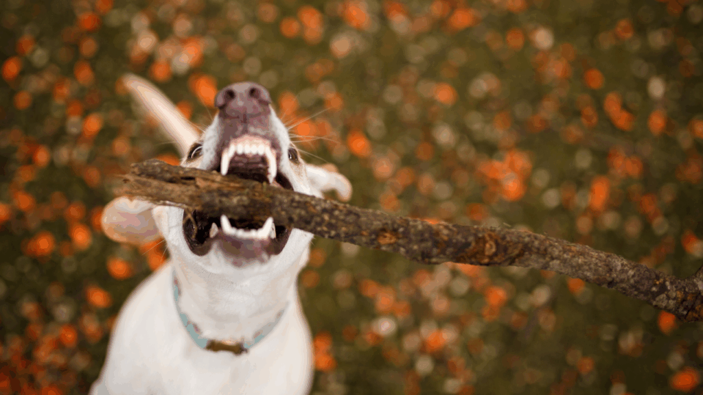 棒状のものを加えている犬の写真