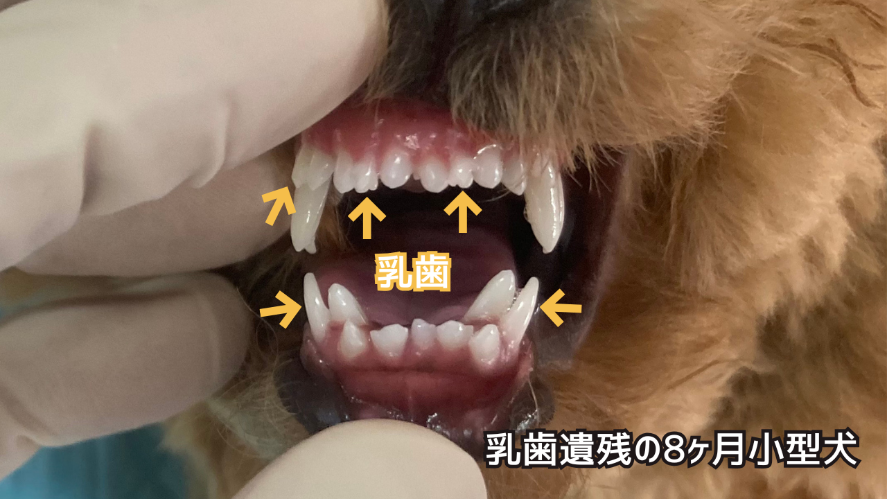 乳歯が残り永久歯の角度が変わってしまった小型犬の口腔写真