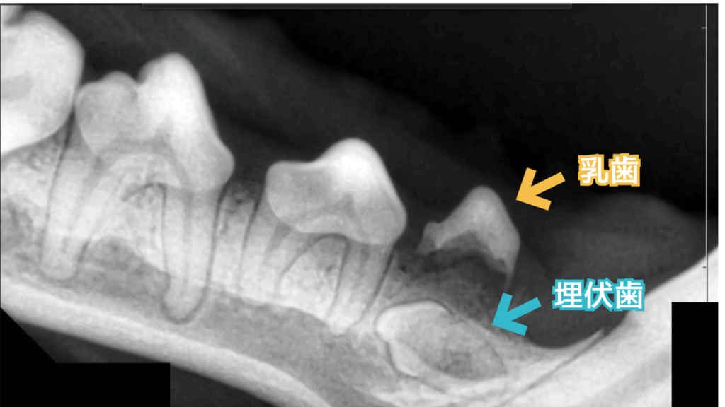 犬の乳歯と埋伏歯のレントゲン写真