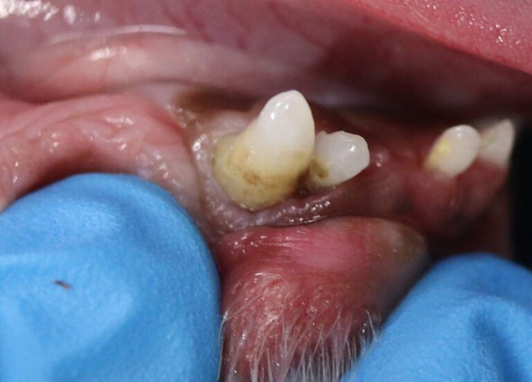 小型犬の前歯と犬歯の歯周病