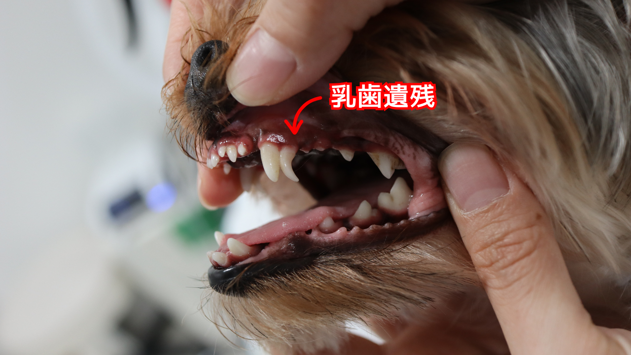 乳歯が残っている小型犬の口の写真