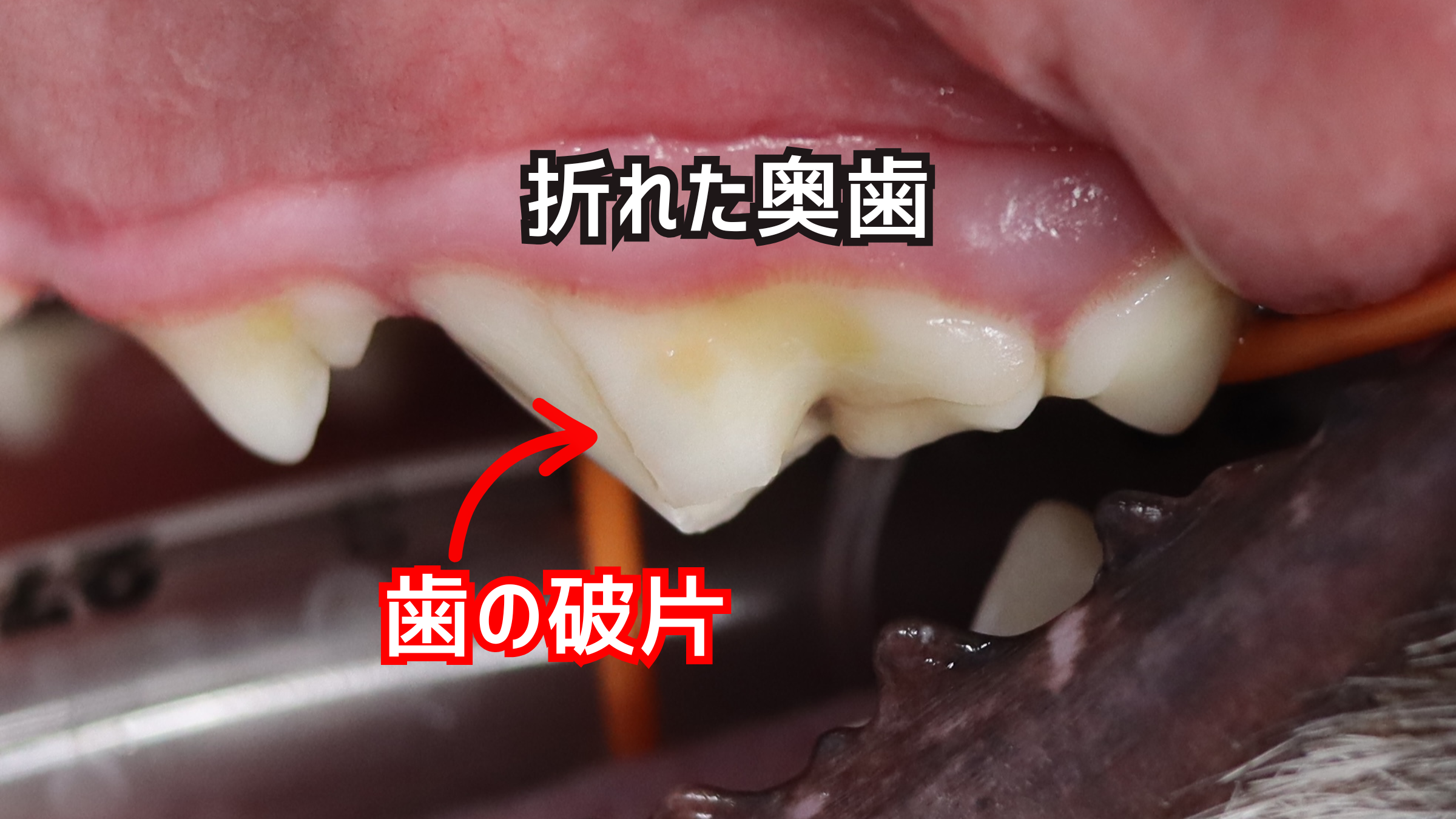 症例写真。３歳ボーダーコリーの折れてしまった奥歯。