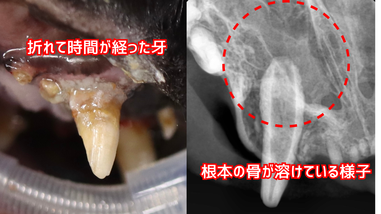 犬歯が折れて時間が経過した猫の口の写真とレントゲン写真。