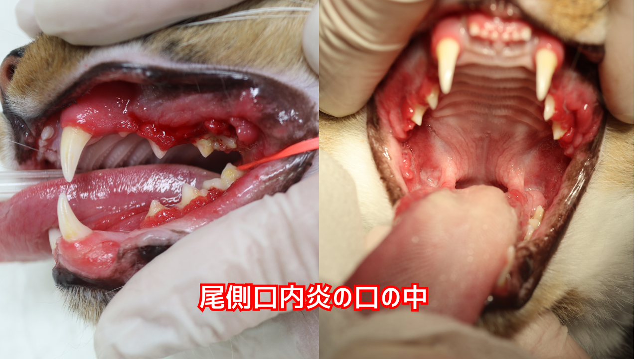尾側口内炎の猫の口腔写真。口の中が赤くなっている。