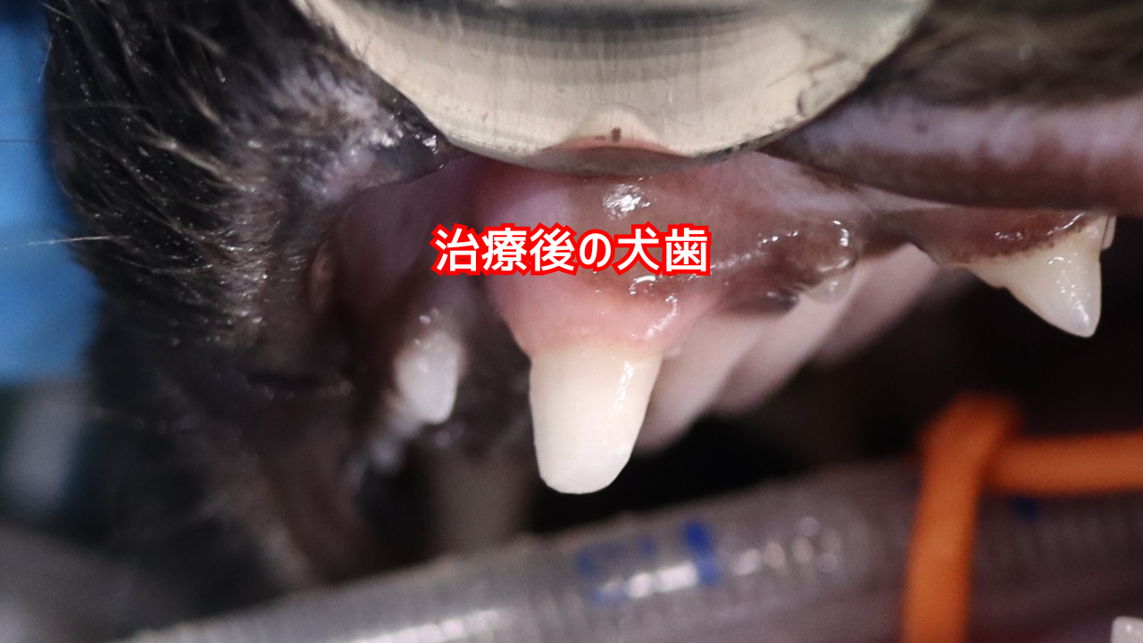 治療後に修復された猫の犬歯の写真