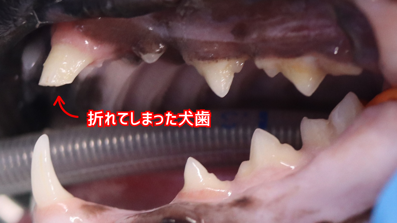猫の犬歯が折れてしまった写真。