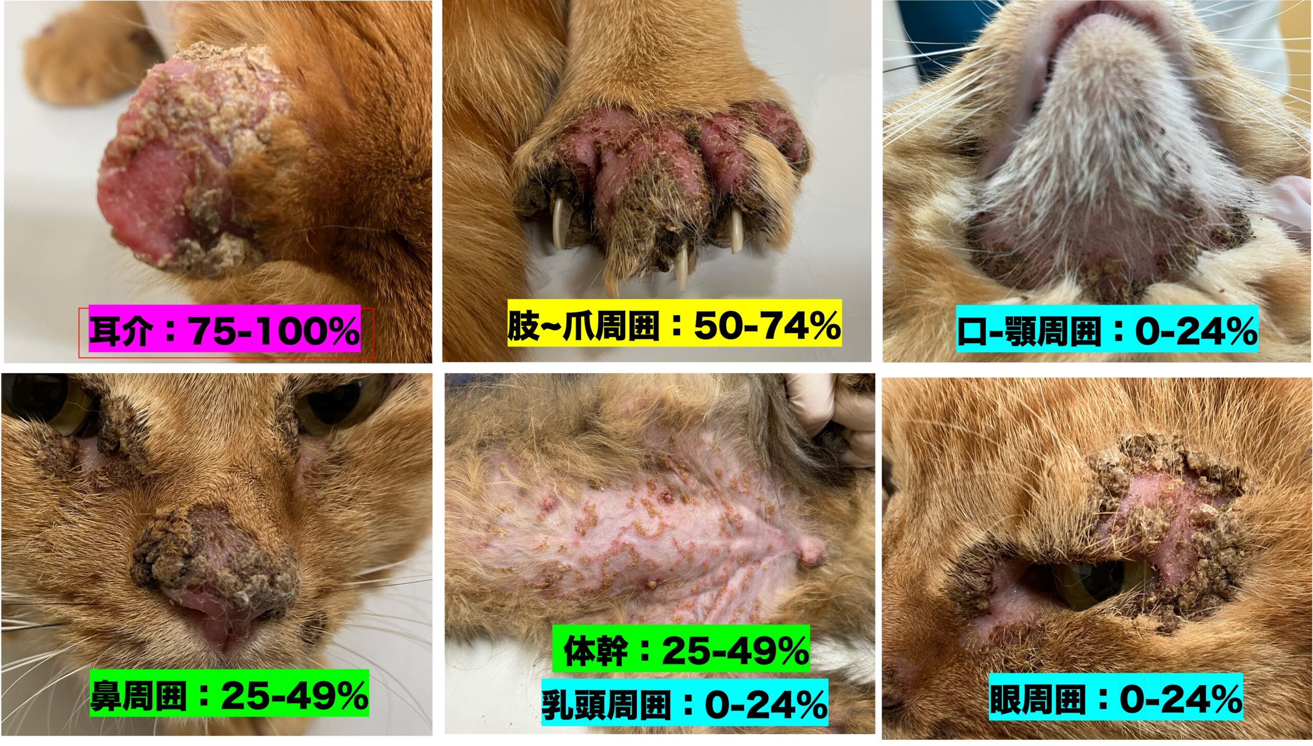 皮膚科・耳科専門診療 - 東京動物皮膚科センター/神宮前動物病院