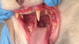 猫の口腔写真。口内炎で口の粘膜が腫れている。