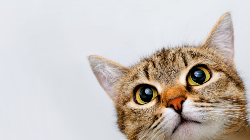 こちらをのぞいている猫の写真