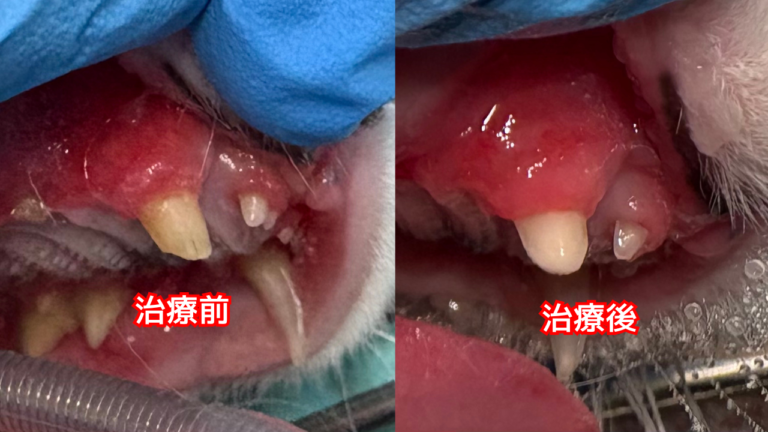 破折した犬歯に抜髄根管治療を行なった猫の写真