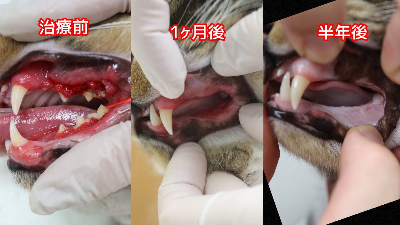 猫の口腔写真。口内炎の治療で奥歯を抜歯している。
