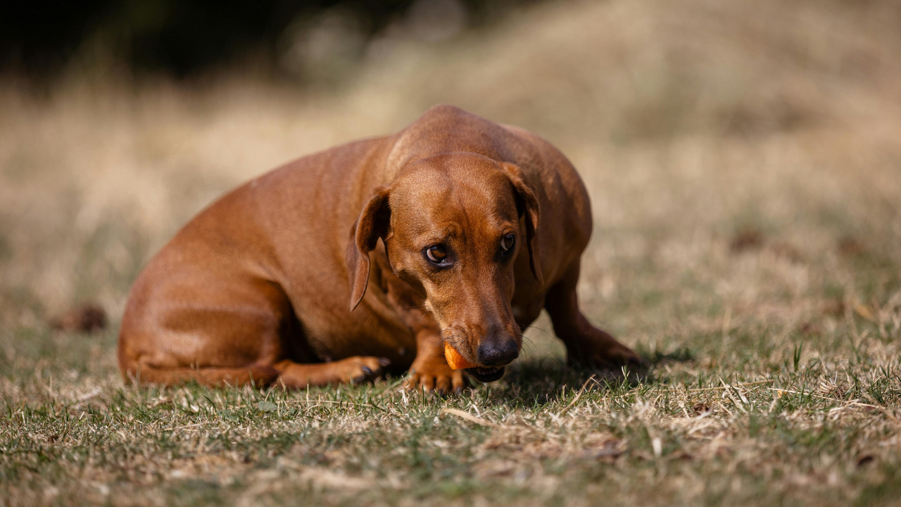 困った顔をしている高齢犬の写真