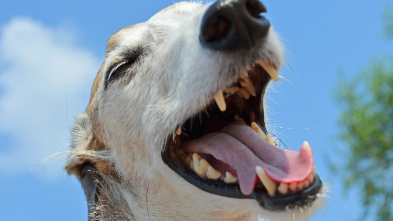 口を開けた犬の写真。
