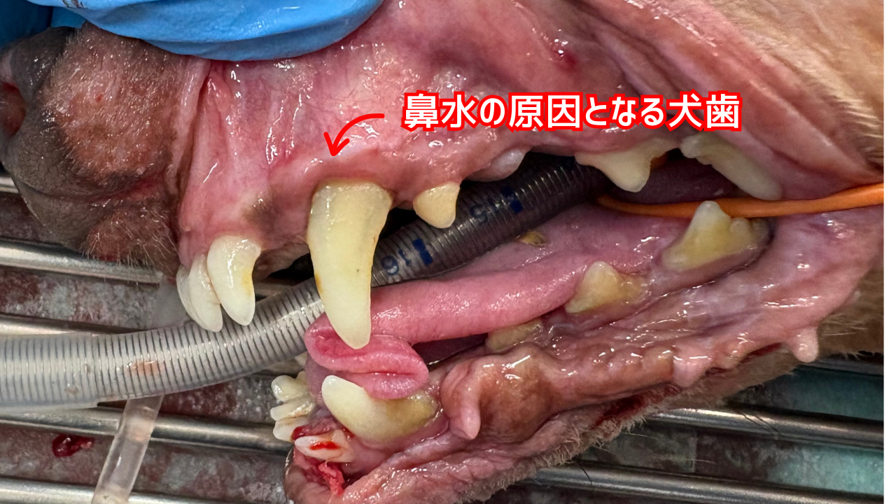 犬の口腔写真。鼻水の原因である歯周病を疑う。