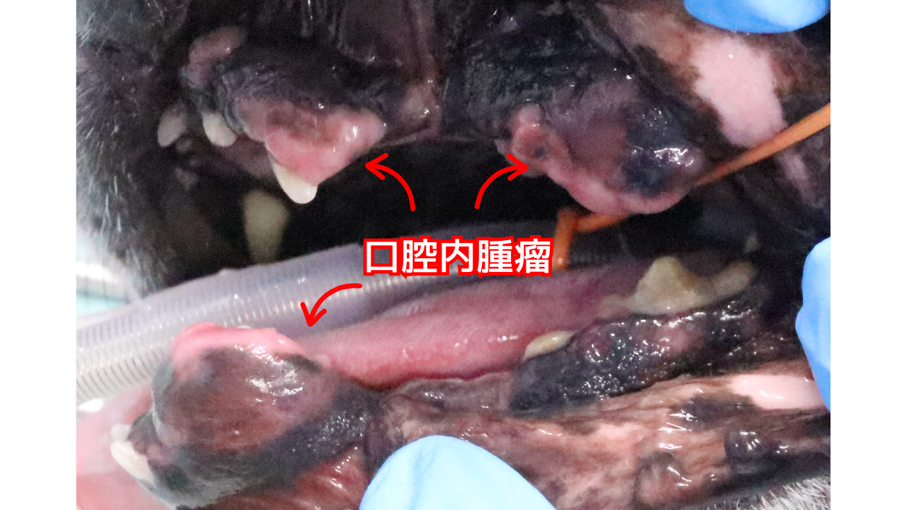 口の中にしこりを認めた犬の口腔写真