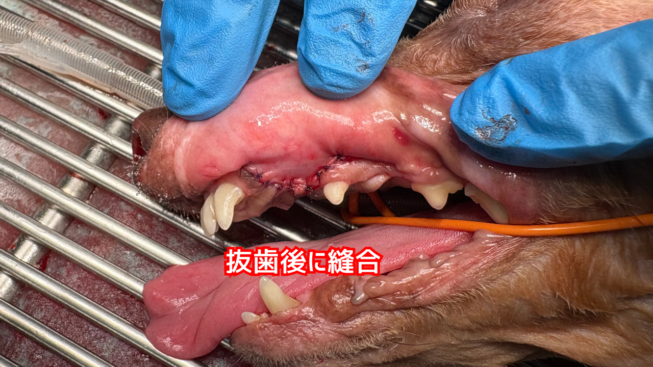 抜歯・縫合が完了した犬の口腔写真