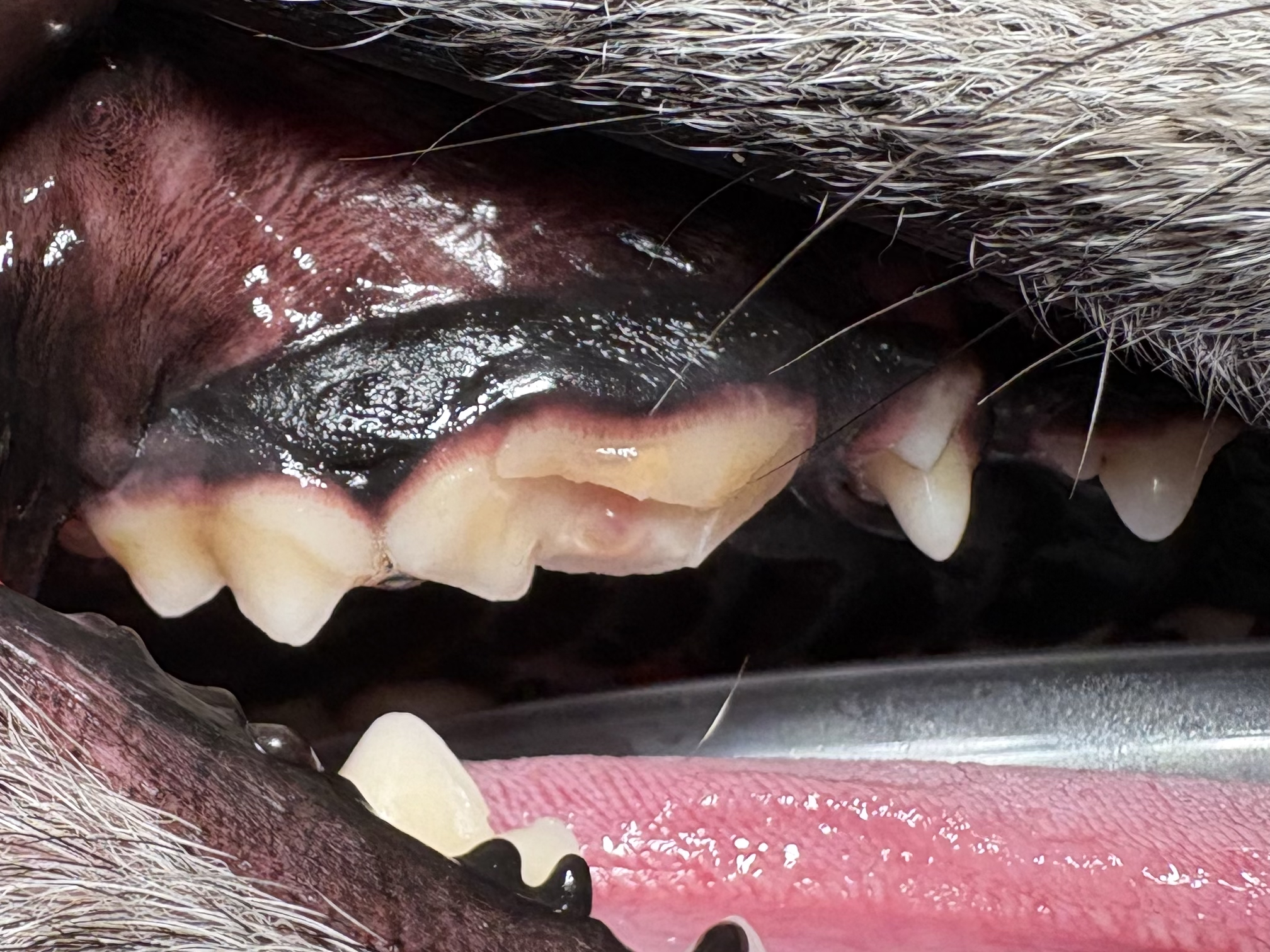 犬の右上奥歯、歯が折れている。