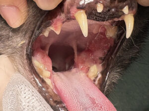 口内炎を患った猫の口腔写真