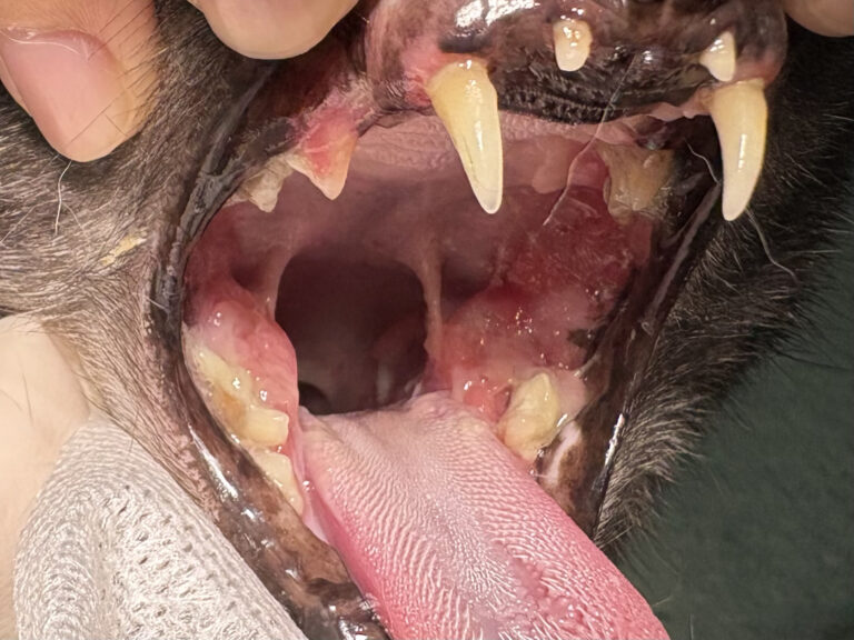 口内炎を患った猫の口腔写真