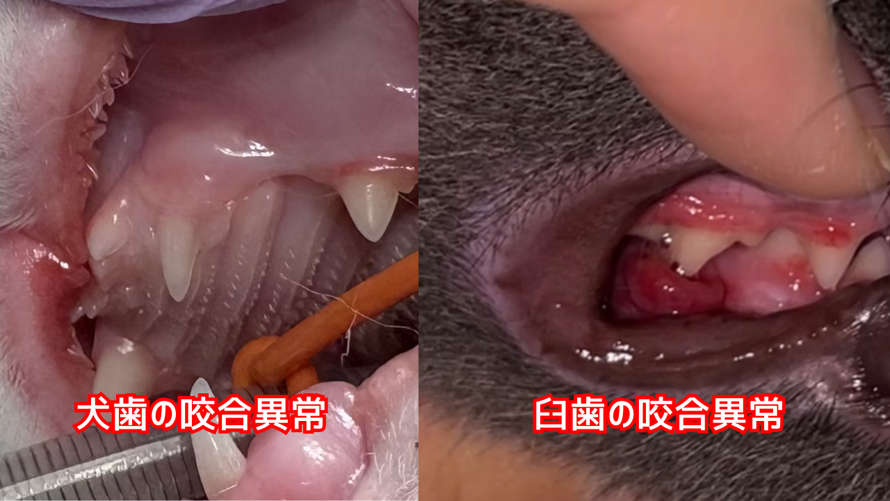 猫の口腔写真。奥歯の咬合異常と犬歯の咬合異常。