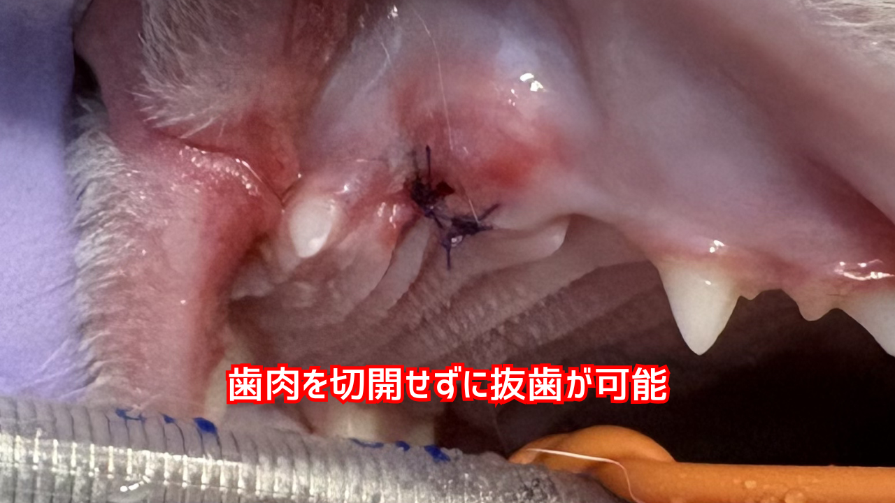閉鎖式抜歯した猫の犬歯。傷口が小さい。