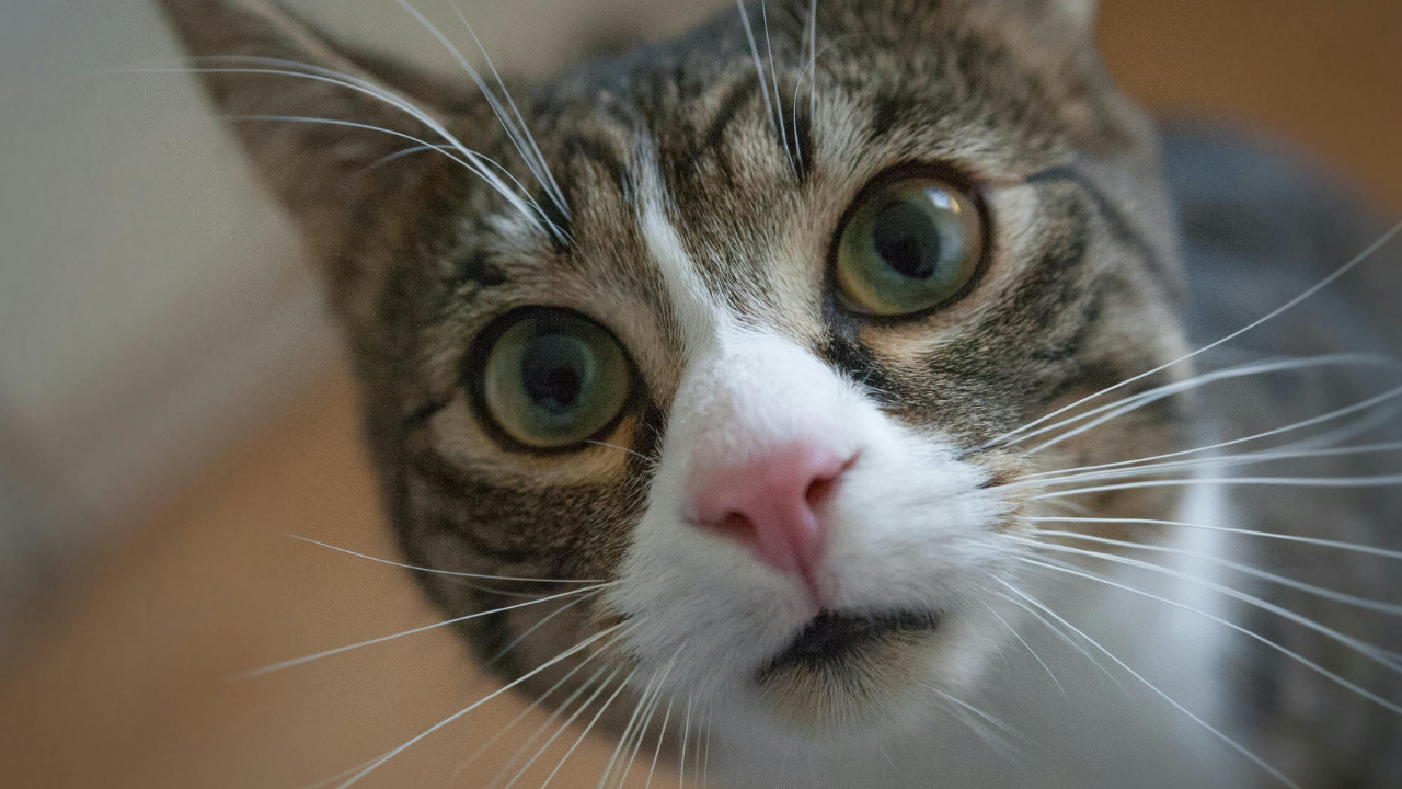 驚いたような猫の顔の写真