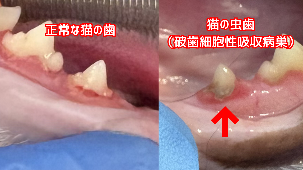 猫の正常な歯と虫歯の比較写真