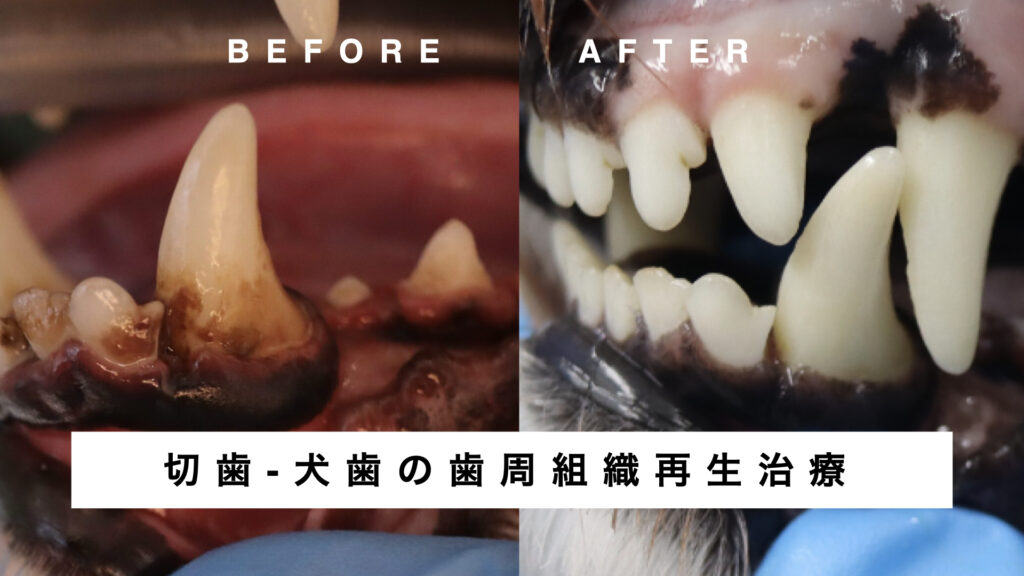 犬の切歯と犬歯の歯周組織再生治療のビフォー&アフター写真。