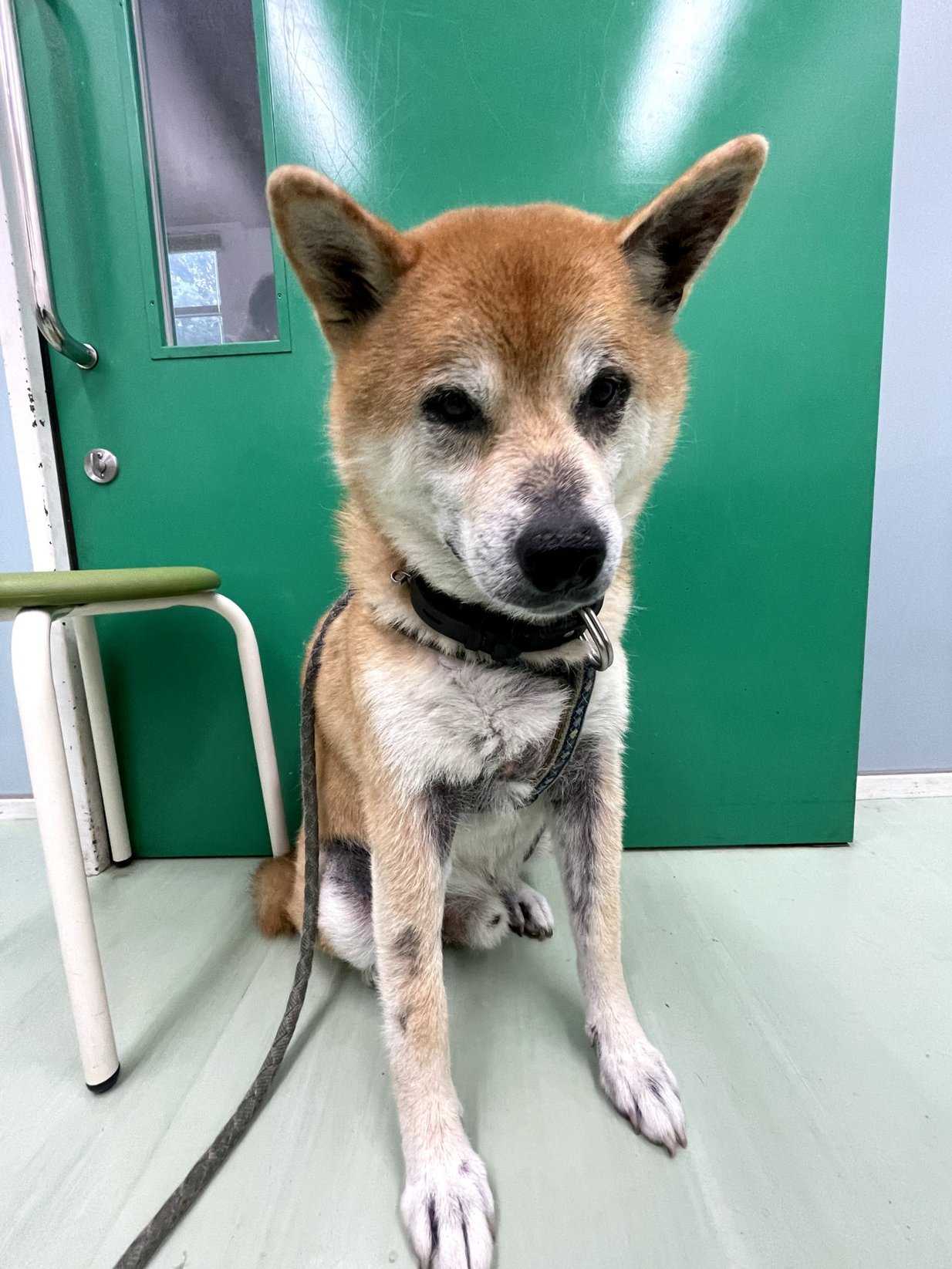 皮膚】犬のアトピー性皮膚炎〜なりやすい犬種・皮膚バリアのはなし