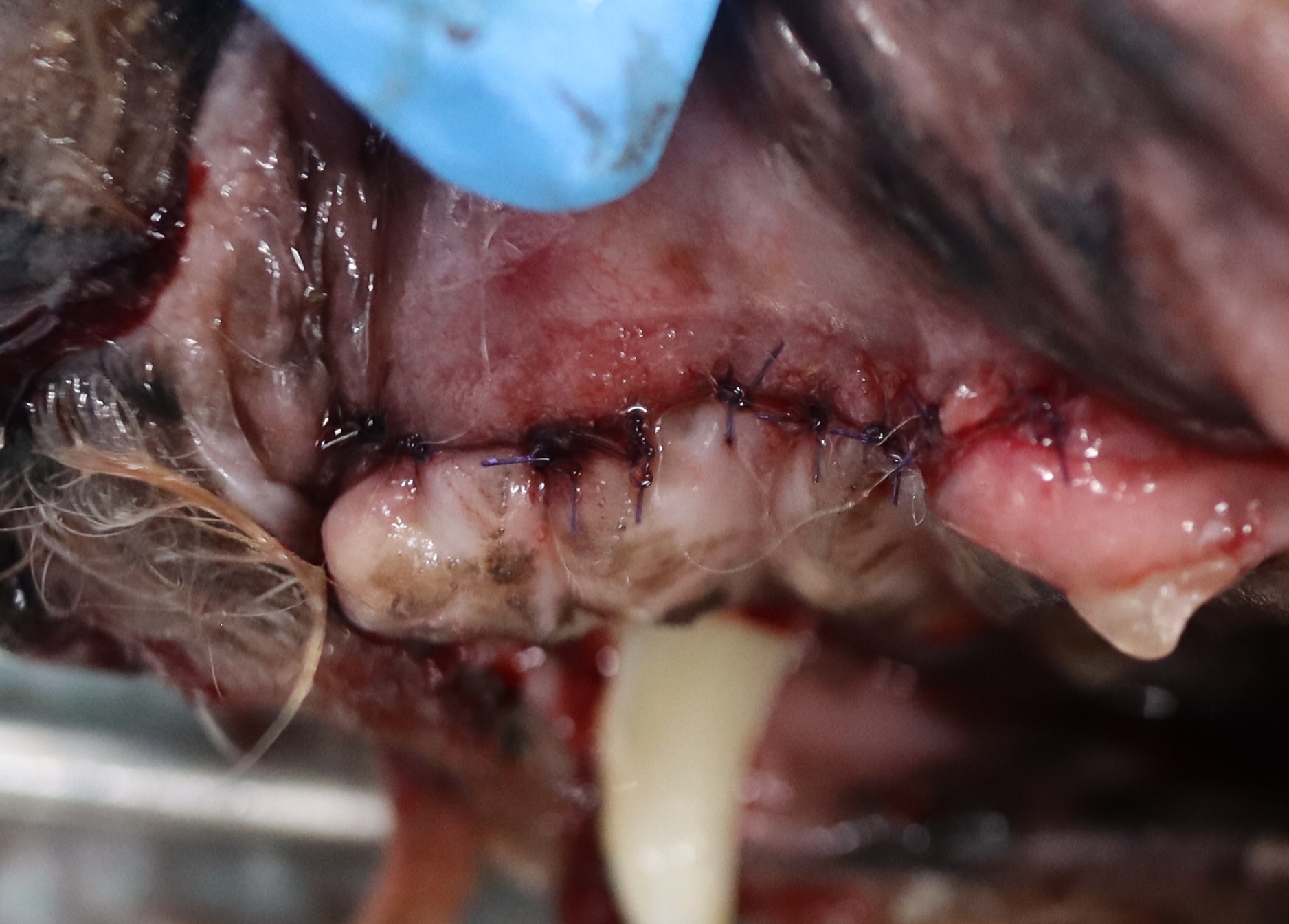 抜歯部位を縫合した口腔粘膜の写真