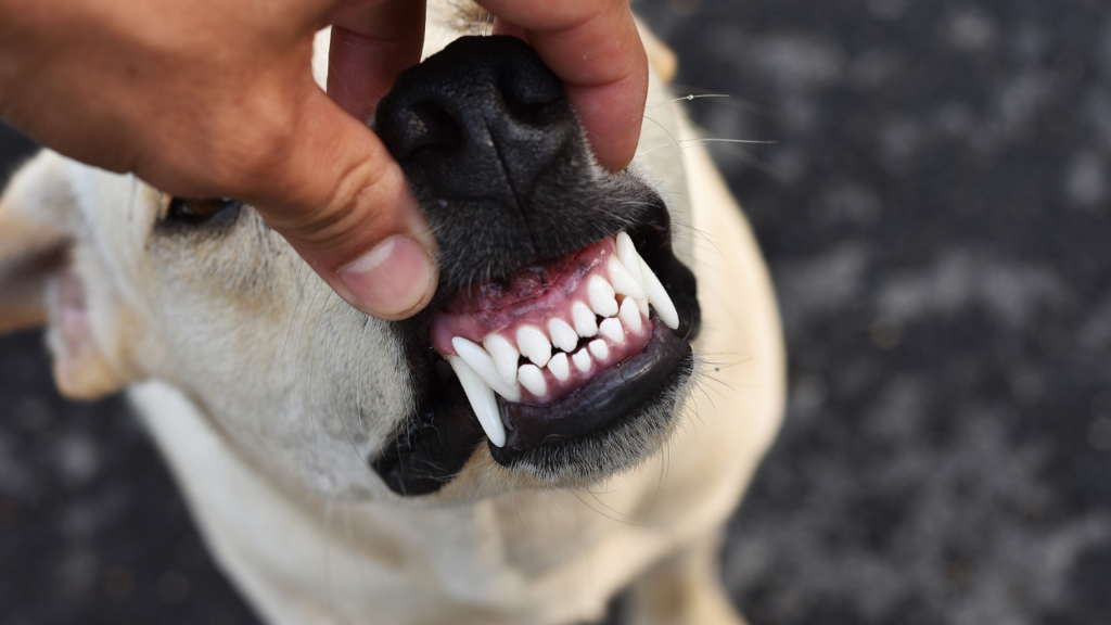 犬の前歯と牙の写真