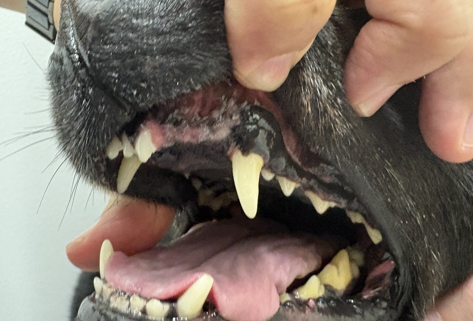 犬の口の写真。傷口も塞がり綺麗な歯茎が見える。