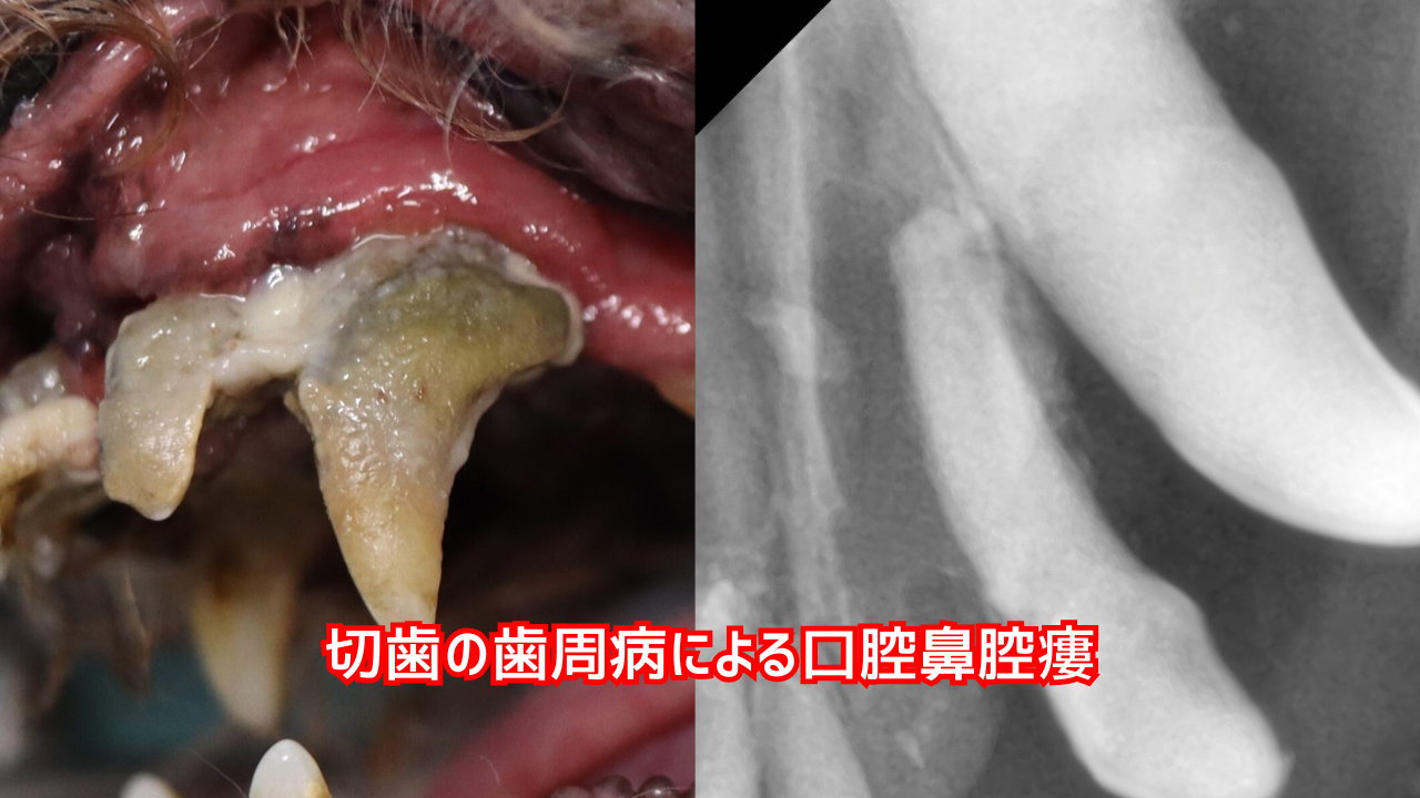 重度歯周病を引き起こした切歯と犬歯の歯科レントゲン写真