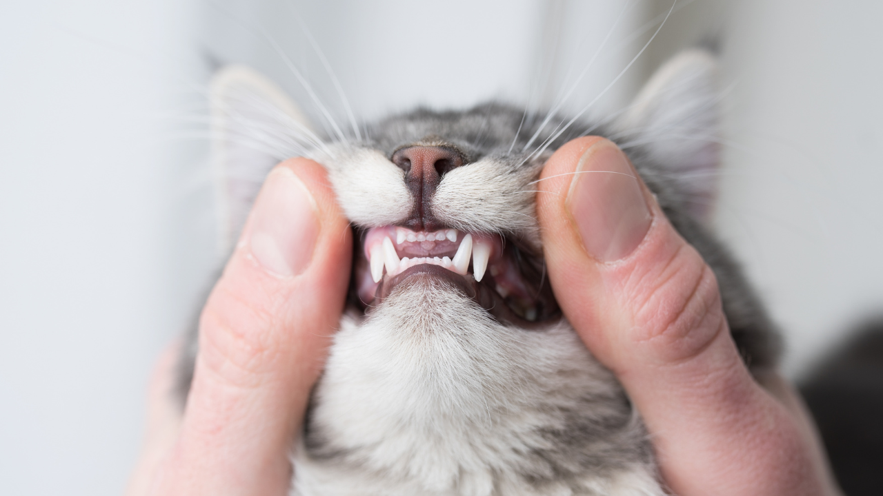 歯を見せている猫の写真