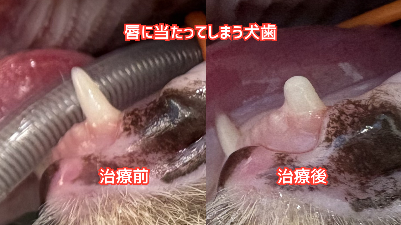 猫の口腔写真。歯を短くする歯冠切除を行っている。